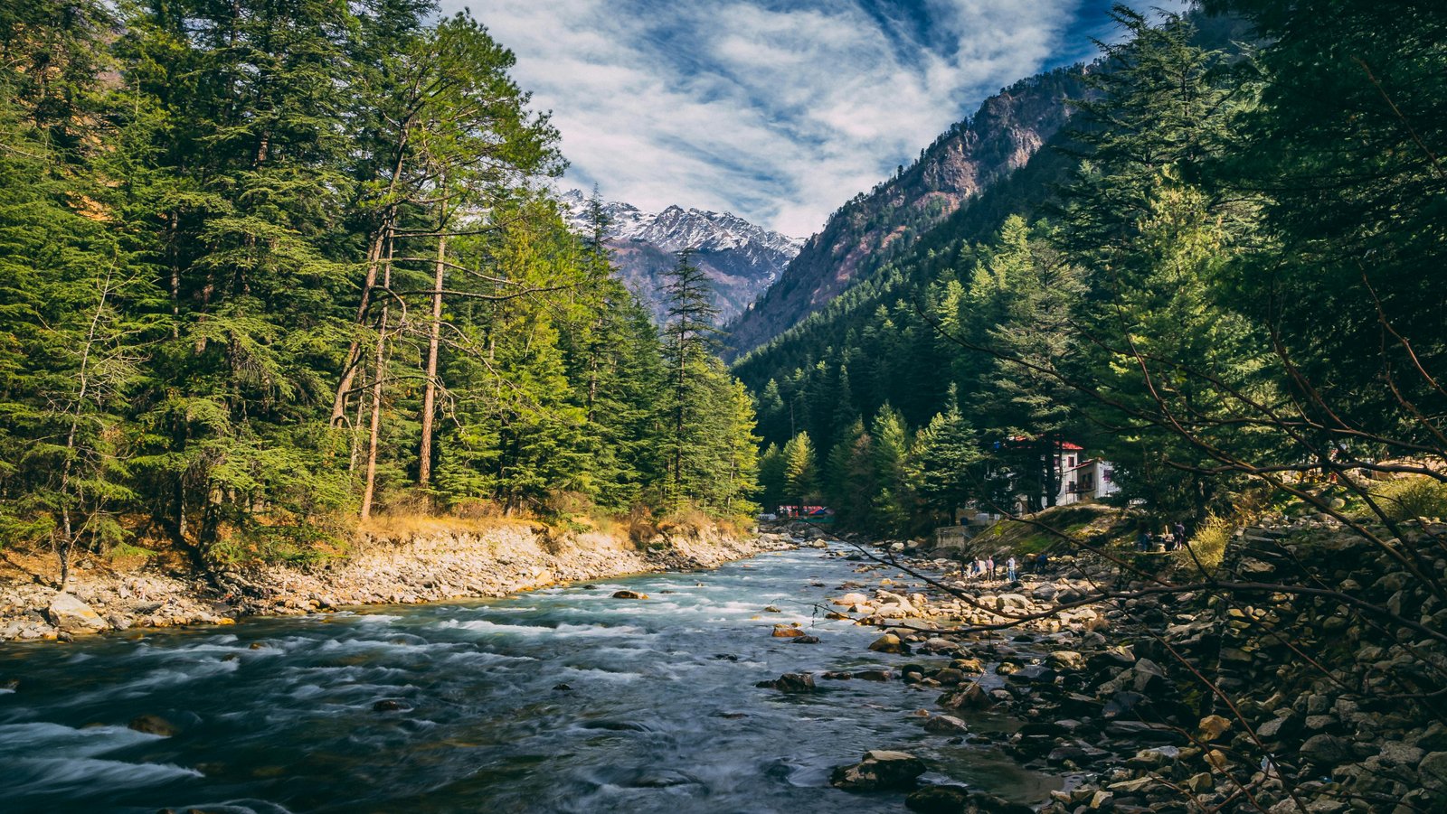 Himalayan